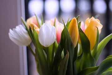 bukiet tulipanów na pięknie rozmytym tle - obrazy, fototapety, plakaty