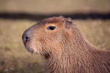 Close up photo of Capybara, Hydrochoerus hydrochaeris, the largest rodent