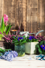 Gardening tools and flowers in the pots