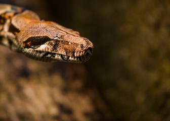 Boa Constrictor (Boa constrictor),