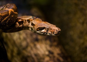 Boa Constrictor (Boa constrictor),