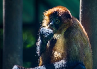 Central American squirrel monkey (Saimiri oerstedii)