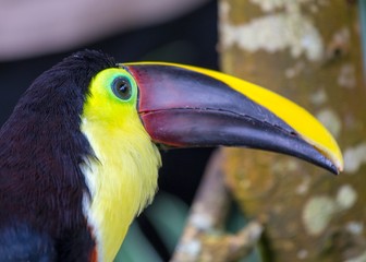 Chestnut-Mandibled Toucan (Ramphastos ambiguus swainsonii)