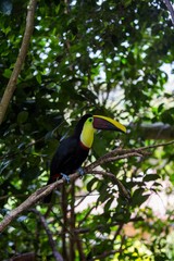 Chestnut-Mandibled Toucan (Ramphastos ambiguus swainsonii)