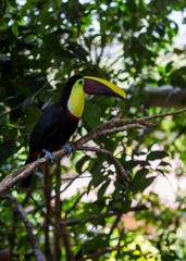 Naklejka premium Chestnut-Mandibled Toucan (Ramphastos ambiguus swainsonii)