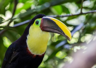 Chestnut-Mandibled Toucan (Ramphastos ambiguus swainsonii)