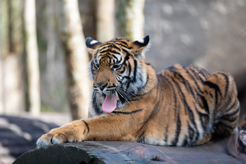 Sumatran tiger (Panthera tigris sumatrae) is a rare tiger subspecies that inhabits the Indonesian island of Sumatra