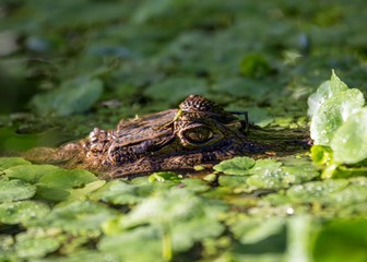 Spectacled Caiman (Caiman crocodilus)