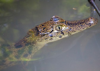 Spectacled Caiman (Caiman crocodilus)