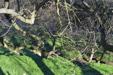 Carpet of wild garlic with stream beneath bare winter branches on enchanting woodland walk at Craigmill Den near Carnoustie, Angus, Scotland