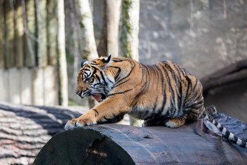 Sumatran tiger (Panthera tigris sumatrae) is a rare tiger subspecies that inhabits the Indonesian...