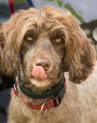 Portrait of a brown Portuguese Water Dog with tongue out