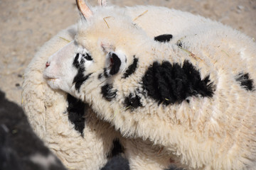 Domestic Young Sheep Ovis Ammon f. Aries Closeup Portrait Stock Photo