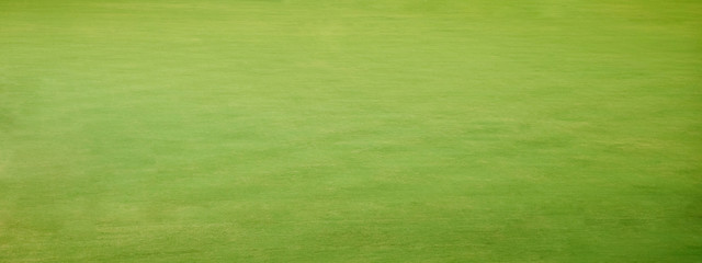 Green grass background