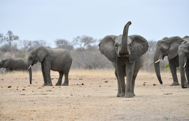 Fototapeta premium Elefant(en)