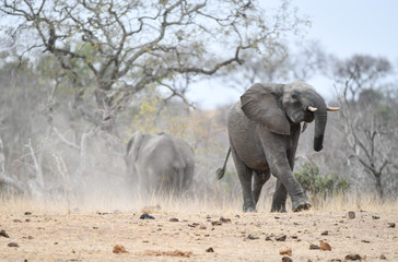 Elefant(en)