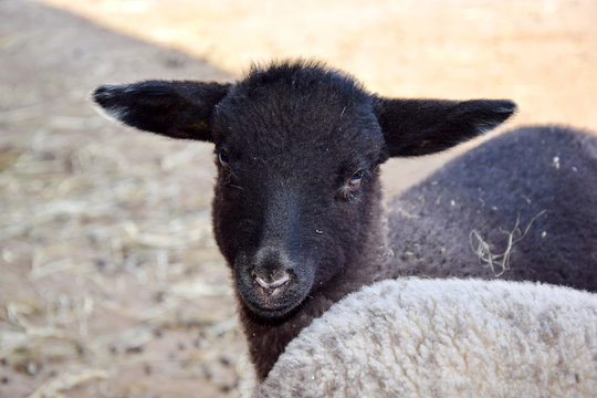 Mongolian Sheep Baby Ovis orientalis Aries Stock Photo