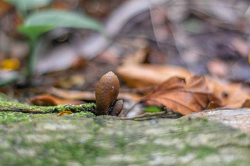 Mushroom in the forest