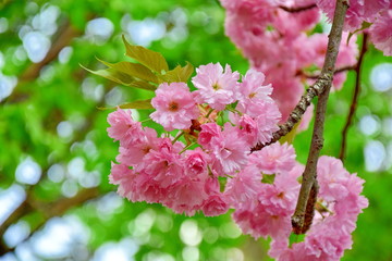 Blossom Bloom Tree Pink Flowers Stock Photo 