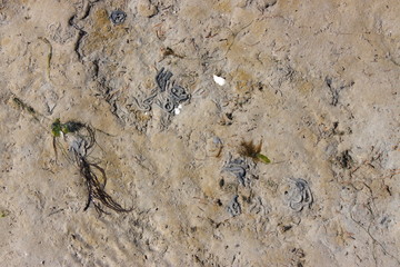 Close up of the wadden sea bed with Lugworm castings in Germany