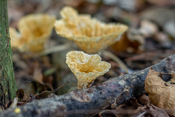 Mushrooms in the florest