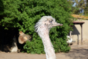 Ostrich Struthio Camelus Head Closeup Stock Photo
