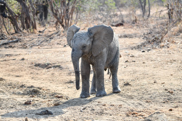 Elefant(en)