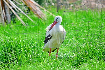 Ciconia Ciconia White Stork Stock Photo