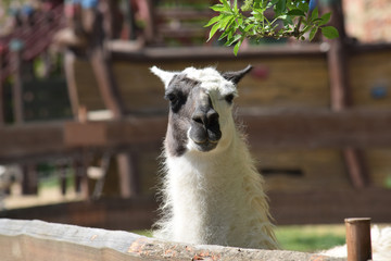 Obraz premium Lama Glama Looking Head Portrait Focus Stock Photo