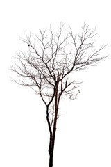 Fototapeta na wymiar Silhouette dead tree isolated on white background