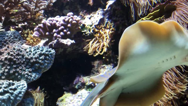 Stachelrochen, Rochen