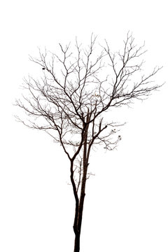 Silhouette dead tree isolated on white background