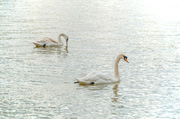 Family of swans swimming in the lake