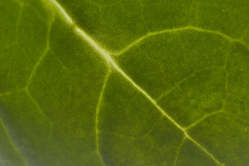 Single leaf of spinach
