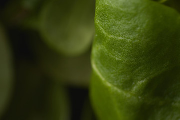 Super macro to spinach