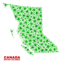 Vector cannabis British Columbia map collage. Template with green weed leaves for weed legalize campaign. Vector British Columbia map is created from weed leaves.