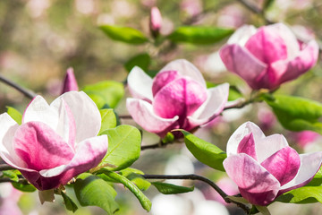 several magnolia flowers