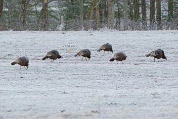Turkeys feeding in a frosty field in Cades Cove.
