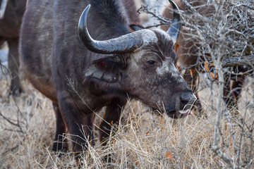 Afrikanischer Büffel