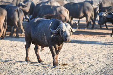 Afrikanischer B&uuml;ffel