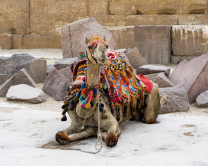 camel in giza pyramdis