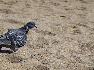 paloma en la playa