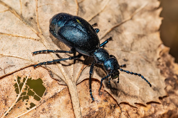 Black oil beetle, Meloe proscarabaeus, quite a purple one.