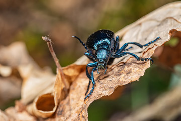Black oil beetle, Meloe proscarabaeus, quite a purple one.