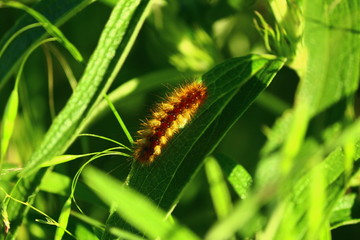 Red colored caterpillar on plant. Close-up. It has feathers.
