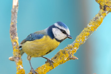Obraz premium blue tit perched on an isolated branch