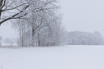 Fluffy snow on branches