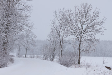 Fototapeta na wymiar Fluffy snow on branches