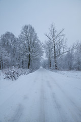 Fototapeta premium Fluffy snow on branches