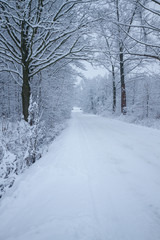 Fluffy snow on branches